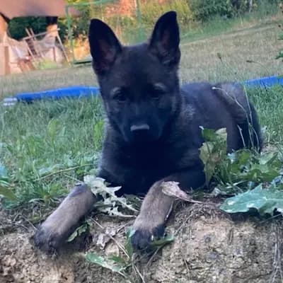 Bild aus Horand's Erbe  in , wo unsere Deutscher Schäferhund-Hunde in einer liebevollen Umgebung aufwachsen.