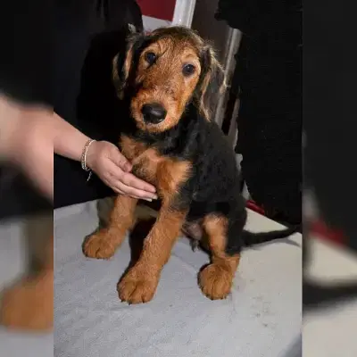 Ruhrpott Terrier cover