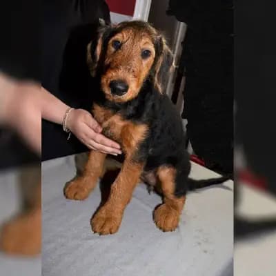 Ruhrpott Terrier cover