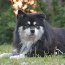 Finnischer Lapphund (Suomenlapinkoira)
