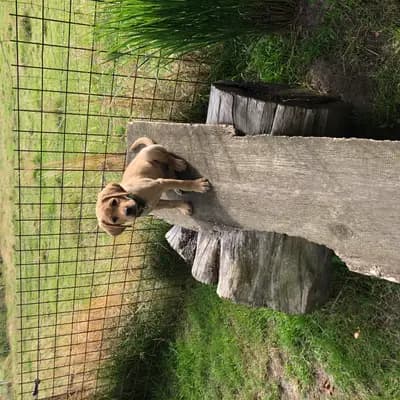 Emma - Labrador Retriever Welpe in Niedersachsen
