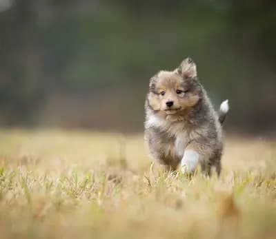 Lennert – Shetland Sheepdog Welpe, Brandenburg