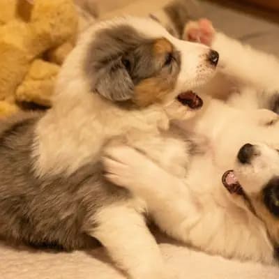 Bild aus Colliezucht 'Of Passion'  in Niedersachsen, wo unsere Collie (Langhaar)-Hunde in einer liebevollen Umgebung aufwachsen.