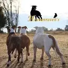 Heavenraven’s cover