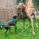 Galgo Espanol