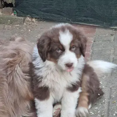 Reinrassiger australian shepherd - Australian Shepherd Welpe in Niedersachsen