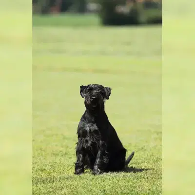 vom Harlingerland cover