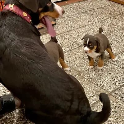 Bild aus Appenzeller Sennenhunde vom Altmarkhof in Sachsen-Anhalt, wo unsere Appenzeller Sennenhund-Hunde in einer liebevollen Umgebung aufwachsen.