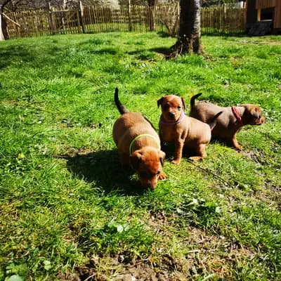 Bild aus Lowermillzwergpinscher  in Baden-Württemberg, wo unsere Zwergpinscher-Hunde in einer liebevollen Umgebung aufwachsen.