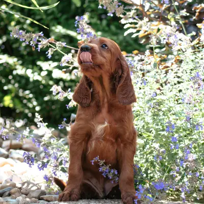 Galerie-Bild von of the maroon fellows in Bayern, mit Eindrücken unserer Irish Red Setter-Zucht.