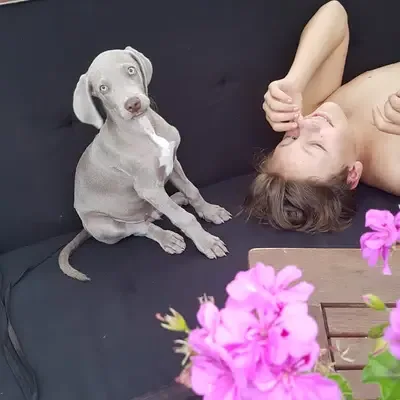 Foto von Makana, einem Weimaraner (kurzhaar)-Elternhund in Niederösterreich.