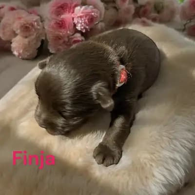 Finja - Zwergschnauzer Welpe in Bayern