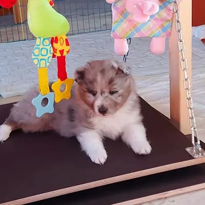 Bild aus Shelties von Little Insa  in Brandenburg, wo unsere Shetland Sheepdog-Hunde in einer liebevollen Umgebung aufwachsen.