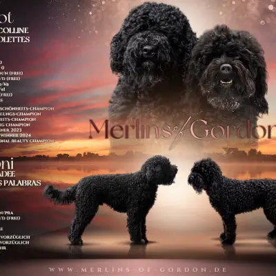Merlin's ... of Gordon cover