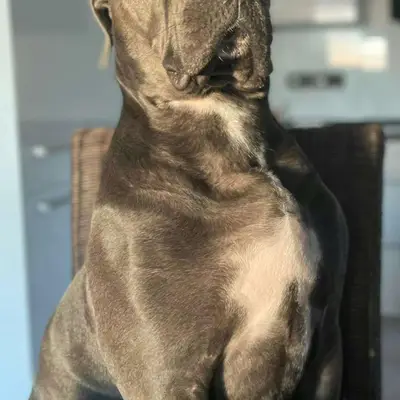 Galerie-Bild von Saupackerwelpen in Mecklenburg-Vorpommern, mit Eindrücken unserer Cane Corso Italiano-Zucht.