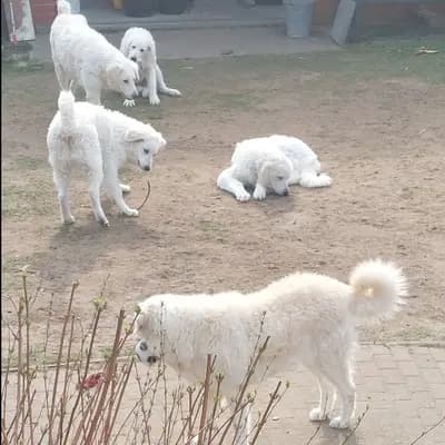 Galerie-Bild von Wigdalir Kuvasz Zucht nur mit Ungarischen Linien in Niedersachsen, mit Eindrücken unserer Kuvasz-Zucht.