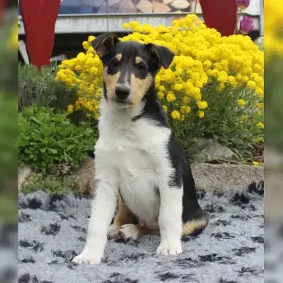 Schutterscot’s cover