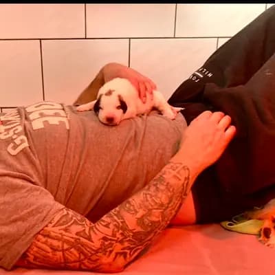 Galerie-Bild von Pyrenäenberghunde vom  Nienkamphof  in Nordrhein-Westfalen, mit Eindrücken unserer Pyrenäen-Berghund-Zucht.
