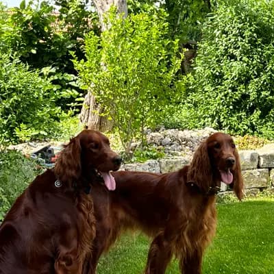 Galerie-Bild von of the maroon fellows in Bayern, mit Eindrücken unserer Irish Red Setter-Zucht.