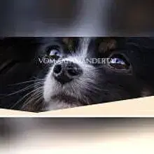 vom Salamandertal cover