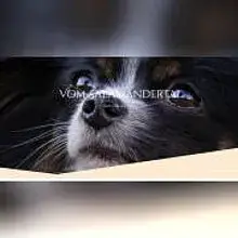 vom Salamandertal cover