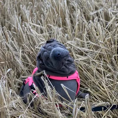 Foto von Malou, einem Shar Pei-Elternhund in Baden-Württemberg.