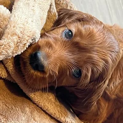Galerie-Bild von of the maroon fellows in Bayern, mit Eindrücken unserer Irish Red Setter-Zucht.