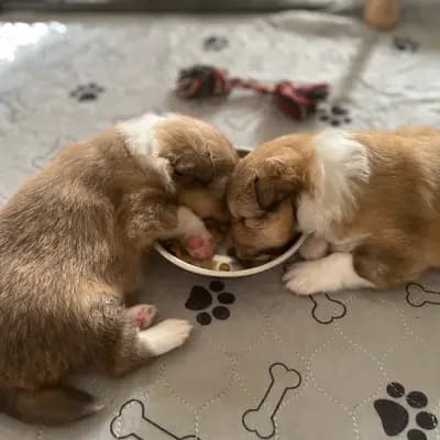Bild aus Luxiole in Baden-Württemberg, wo unsere Shetland Sheepdog-Hunde in einer liebevollen Umgebung aufwachsen.