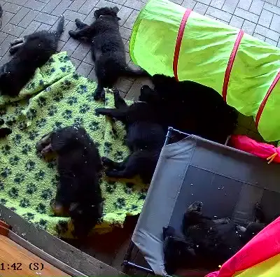 Bild aus Zuchtstätte Dt. Schäferhunde "of Wolfcubs" in Saarland, wo unsere Deutscher Schäferhund-Hunde in einer liebevollen Umgebung aufwachsen.