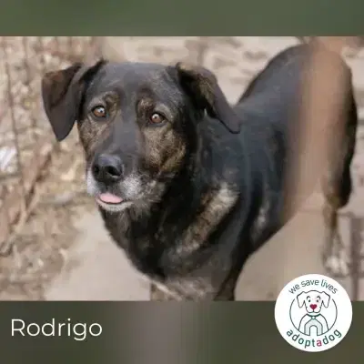 Rodrigo