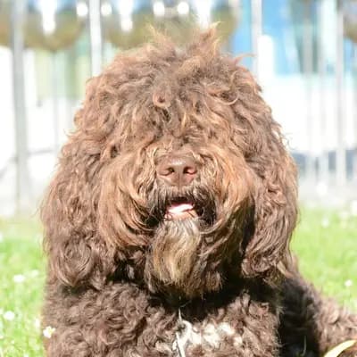 Foto von Honey, einem Barbet-Elternhund in Oberösterreich.