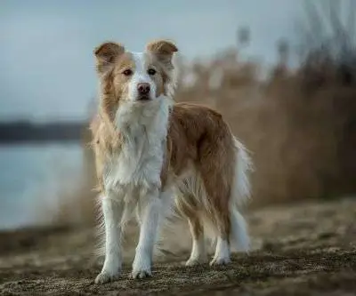 Lena