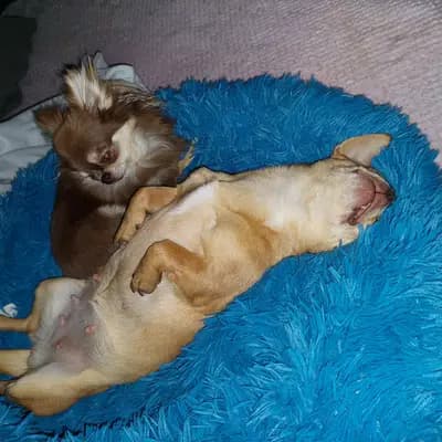 Bild aus Chihuahua vom Glückstal  in Bayern, wo unsere Chihuahua-Hunde in einer liebevollen Umgebung aufwachsen.