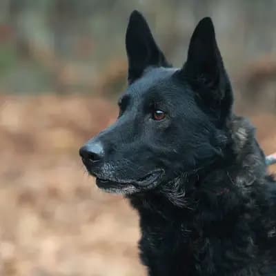 Elvis