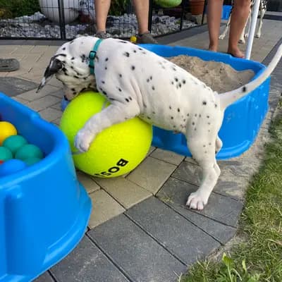 Bild aus Dalmatiner vom Hause KatMarku in Brandenburg, wo unsere Dalmatiner-Hunde in einer liebevollen Umgebung aufwachsen.
