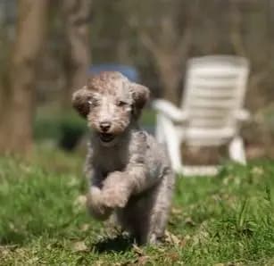 Bild aus The Bushwalker  in Niedersachsen, wo unsere Chinese Crested Dog-Hunde in einer liebevollen Umgebung aufwachsen.