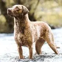 von der Rauruwer cover