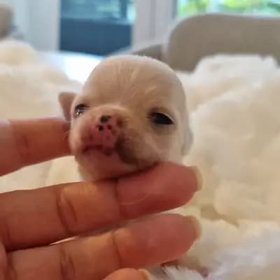 Erik - Chihuahua Welpe in Nordrhein-Westfalen
