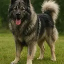 Germanischer Bärenhund