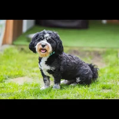 Willi image