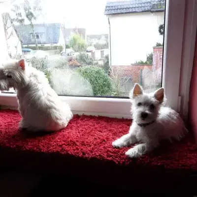 Angels from Celler Castle cover