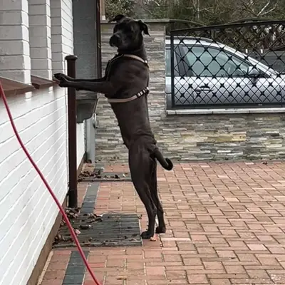 Galerie-Bild von Saupackerwelpen in Mecklenburg-Vorpommern, mit Eindrücken unserer Cane Corso Italiano-Zucht.
