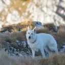 Kanadischen Schäferhund