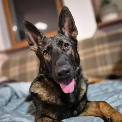 Deutscher Schäferhund Rüde Cross - Deutscher Schäferhund Welpe in Saxony