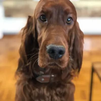 Galerie-Bild von of the maroon fellows in Bayern, mit Eindrücken unserer Irish Red Setter-Zucht.