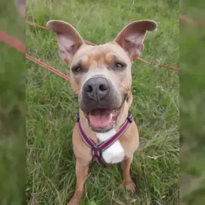 Nala