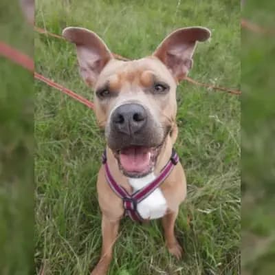 Nala
