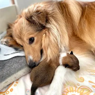 Bild aus Luxiole in Baden-Württemberg, wo unsere Shetland Sheepdog-Hunde in einer liebevollen Umgebung aufwachsen.