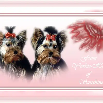 from Yorkie-Home of Sunshine cover