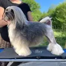 Allora Appassionati cover